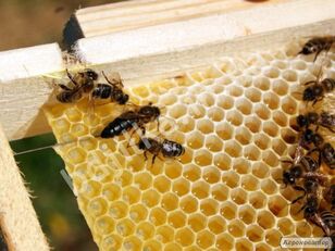 2022 年来自蜜蜂苗圃的喀尔巴阡品种蜂王