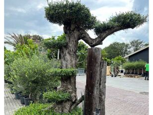 果树苗 olijfboom trapeze 250cm, 95cm stamomvang